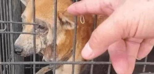 向死而生二狗爆料最新,揭秘娱乐圈不为人知的真相 第2张 向死而生二狗爆料最新,揭秘娱乐圈不为人知的真相 第2张